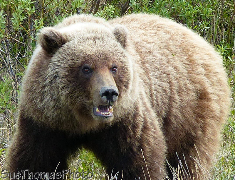 Grizzly bear west of Whitehorse along the Alaska Highway