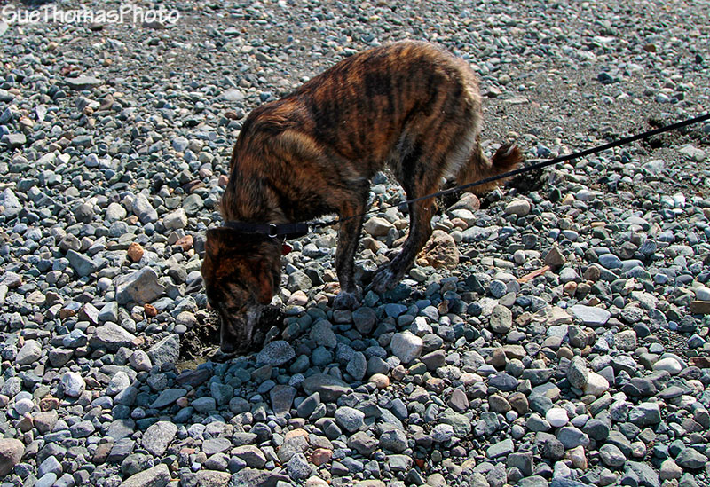 Dog sniffing Grizzly track