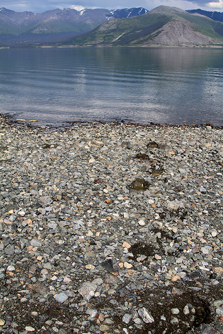 Grizzly bear print on Kluane Lake shoreline