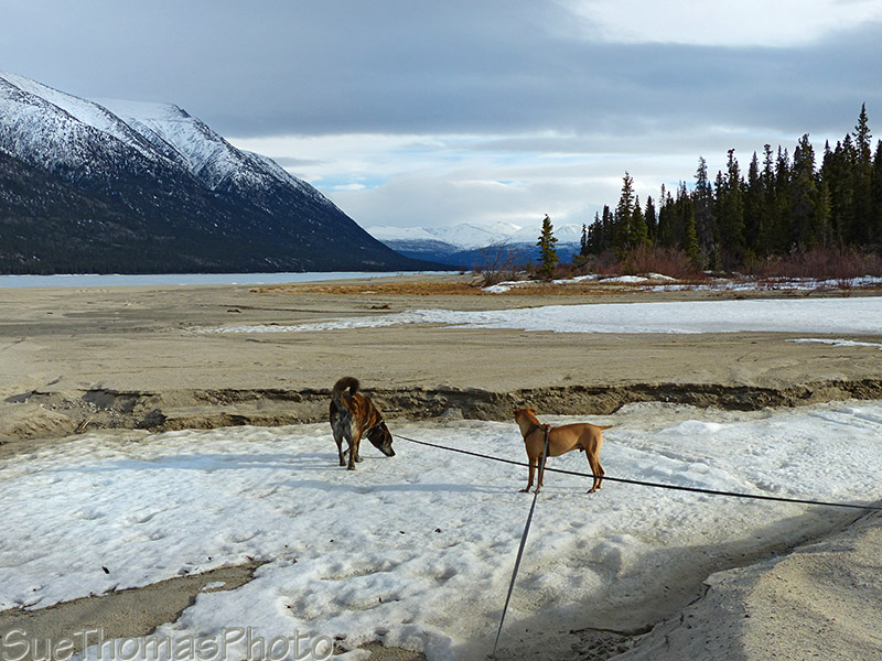 Kodi & Ursa at Kusawa Lake