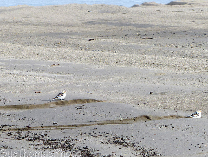 Snow Buntings on the shore