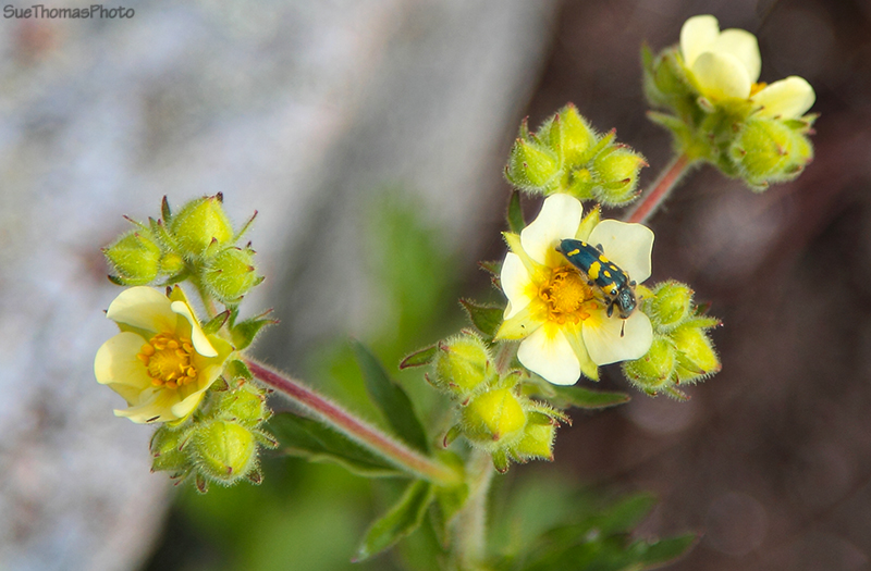 Spring flowers in Ibex Valley, Yukon
