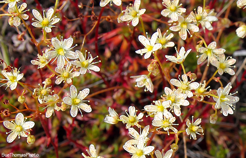 Spring flowers in Ibex Valley, Yukon