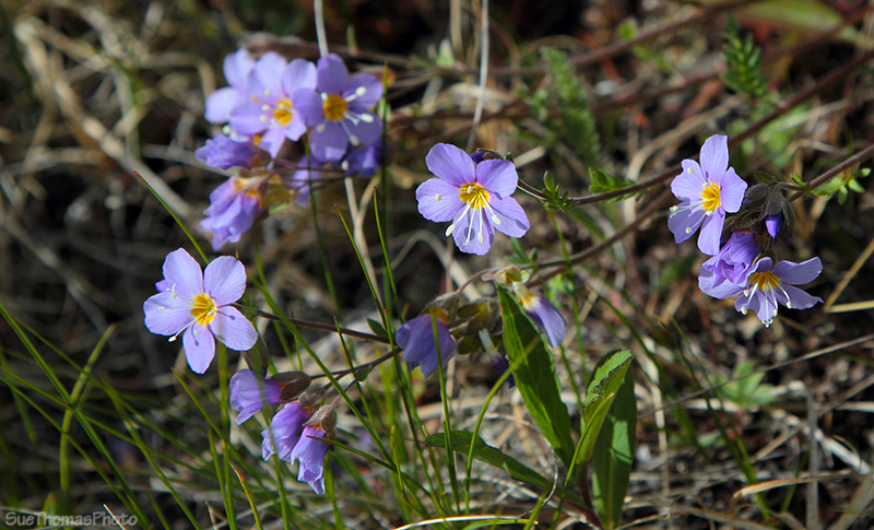 Spring flowers in Ibex Valley, Yukon