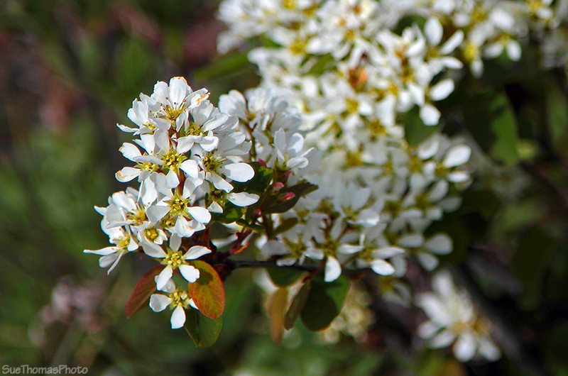 Spring flowers in Ibex Valley, Yukon
