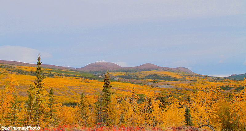 Fall/Autumn Colours in Yukon