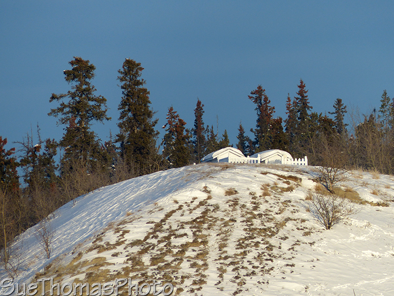 Whitehorse in winter