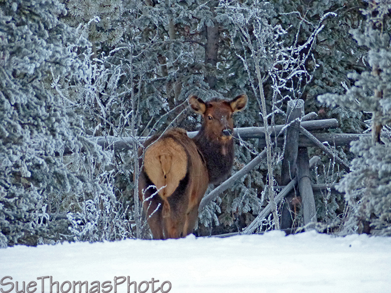 Alaska Highway young elk