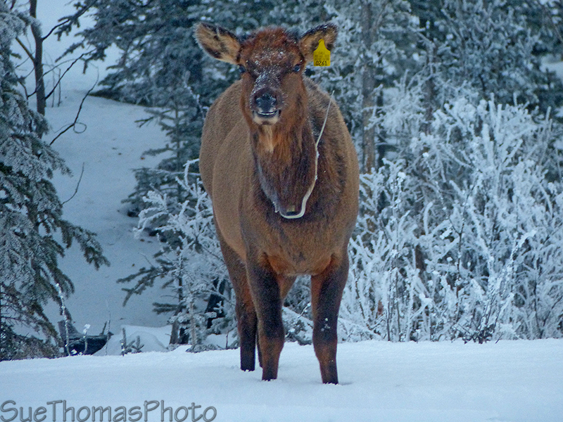 Tagged elk alongside the Alaska Highway