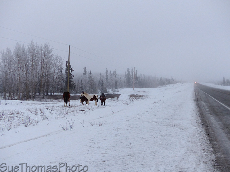 winter on the Alaska Highway