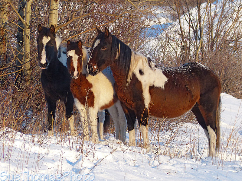 Feral or wild horses in Yukon
